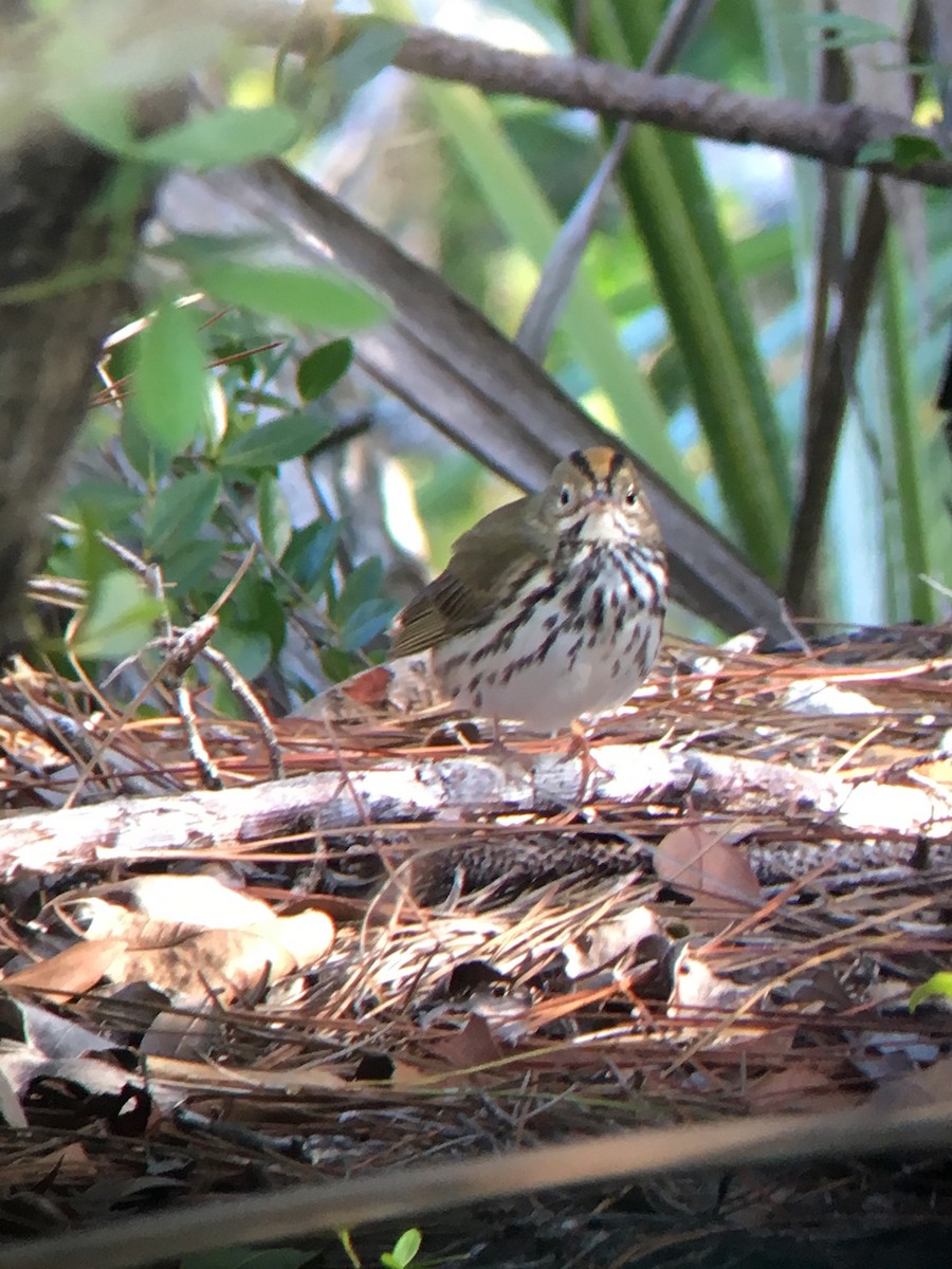 Ovenbird - Nelson Ernst