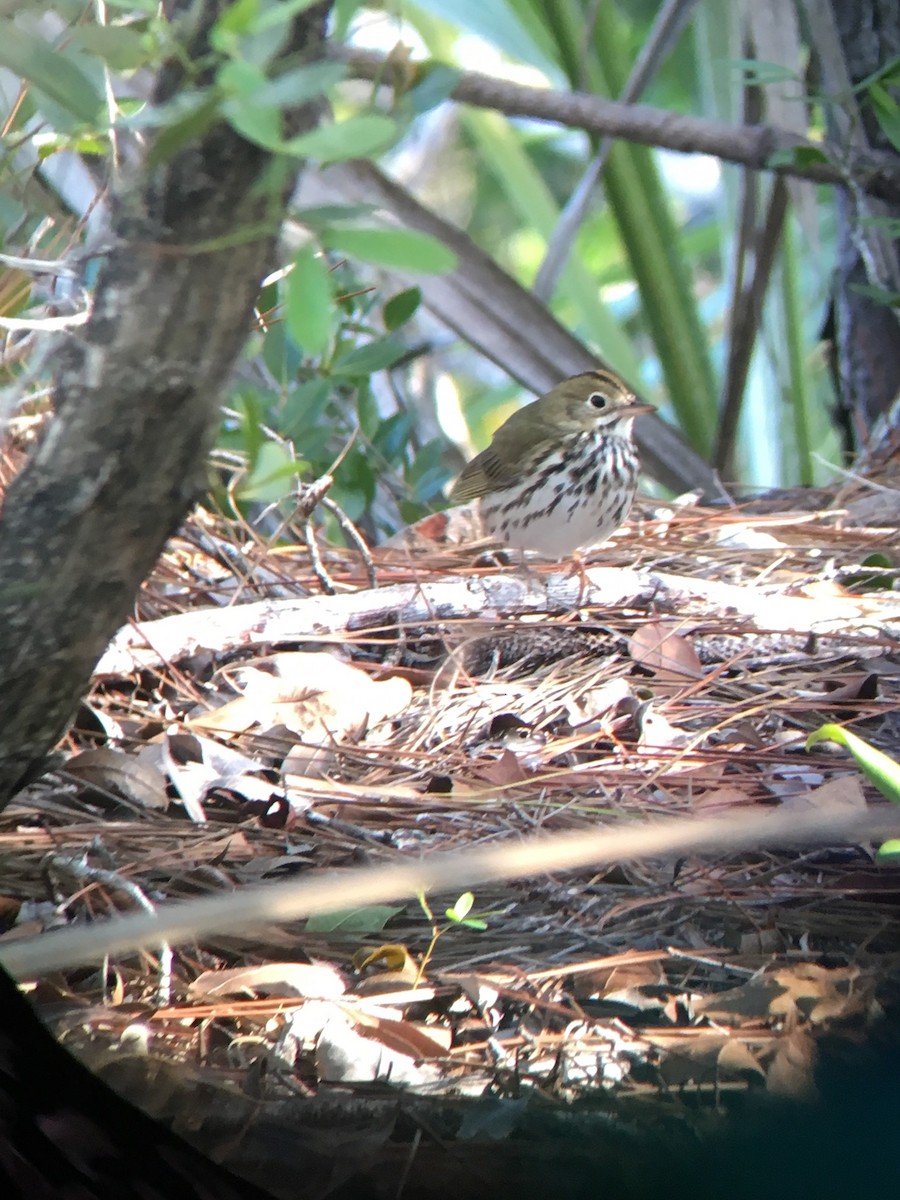 Ovenbird - ML127462001