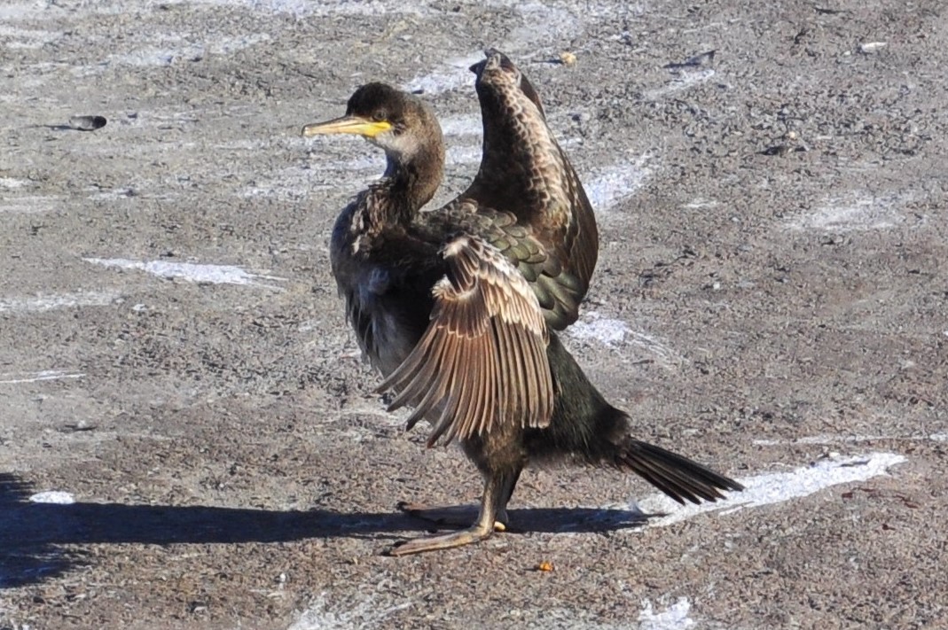 Cormorán Moñudo - ML127463291