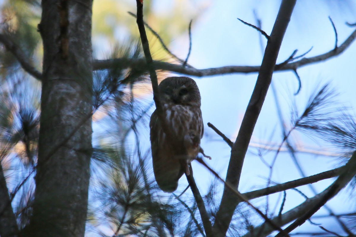 Northern Saw-whet Owl - ML127463621