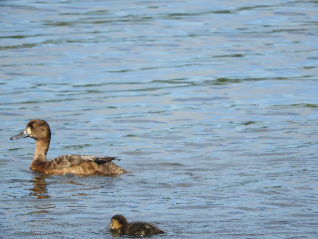 Greater Scaup - ML127464091