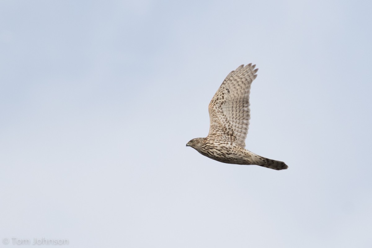 American Goshawk - ML127464801