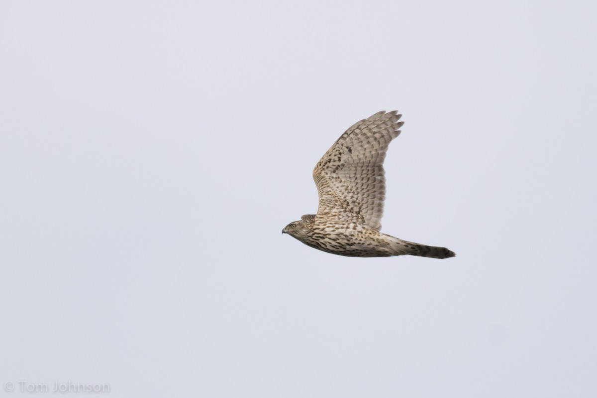 American Goshawk - ML127464821