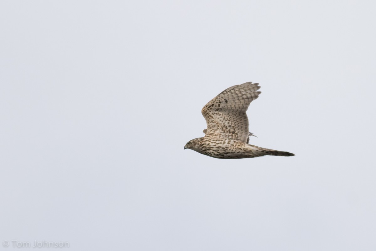 American Goshawk - ML127464861