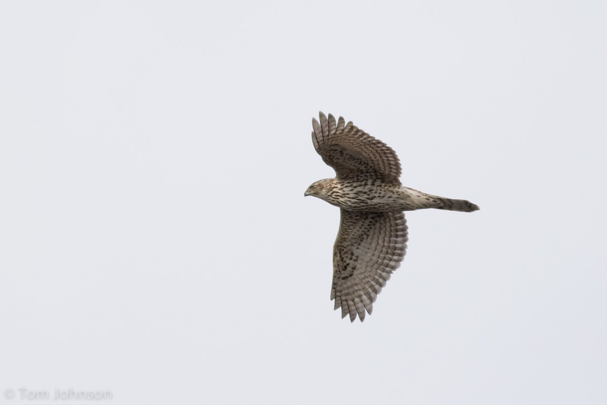 American Goshawk - ML127464871