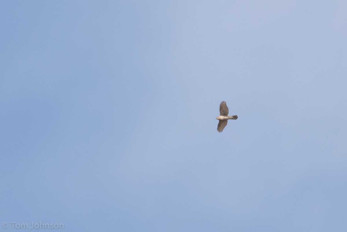 American Goshawk - ML127465361