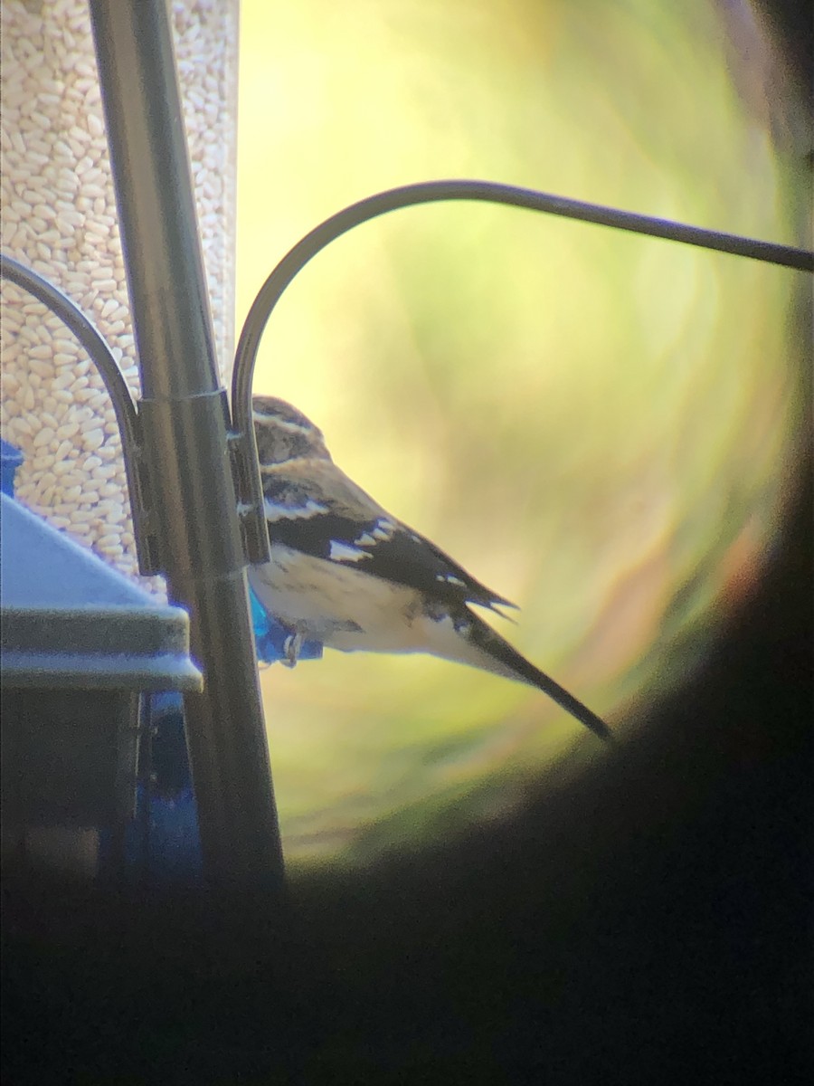 Rose-breasted Grosbeak - ML127467671