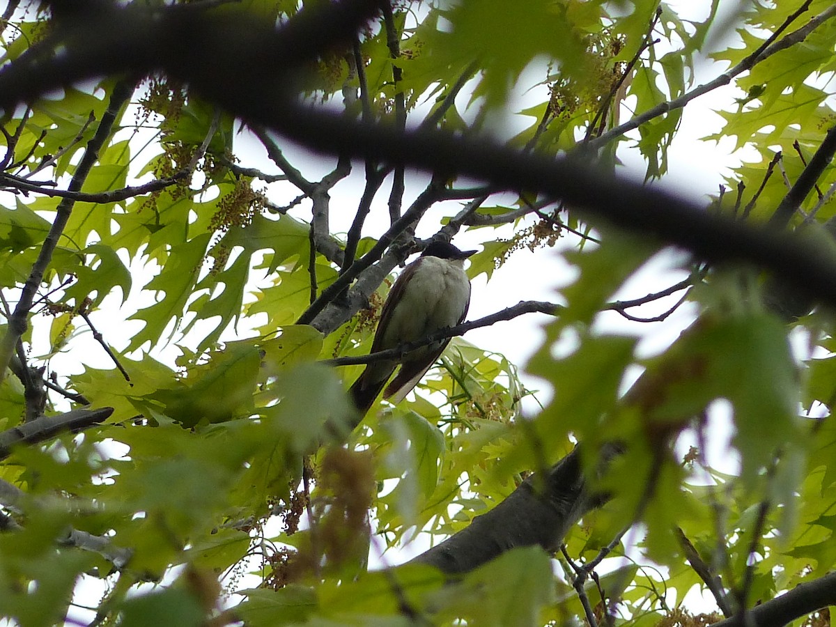 Fork-tailed Flycatcher - ML127468511