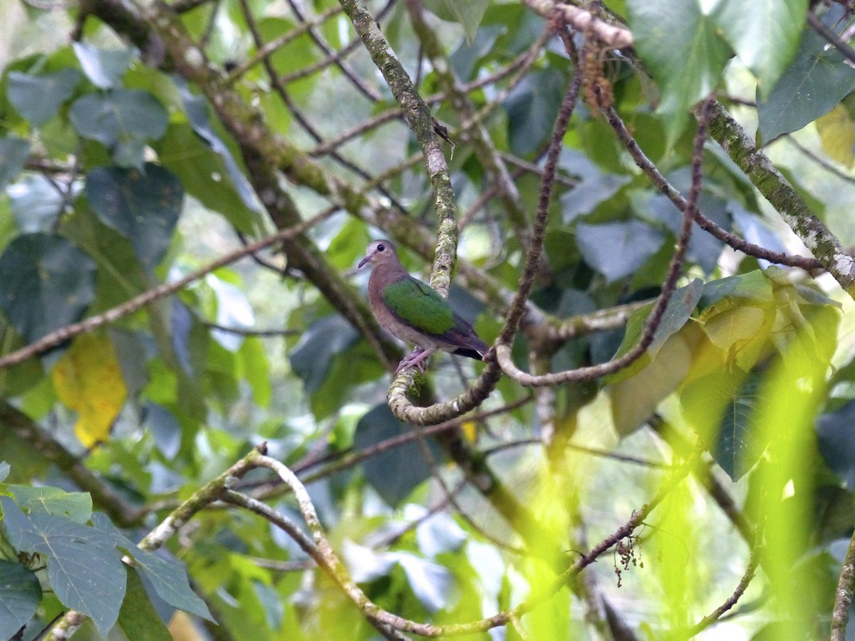 Palomita Esmeralda Cabecigrís - ML127468711