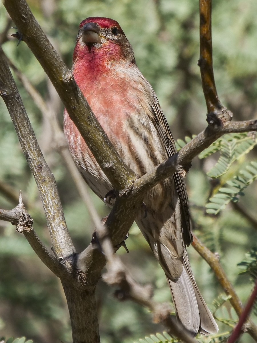 House Finch - ML127468921