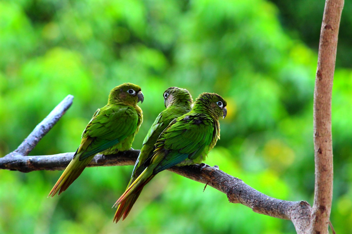 Maroon-bellied Parakeet - ML127469281