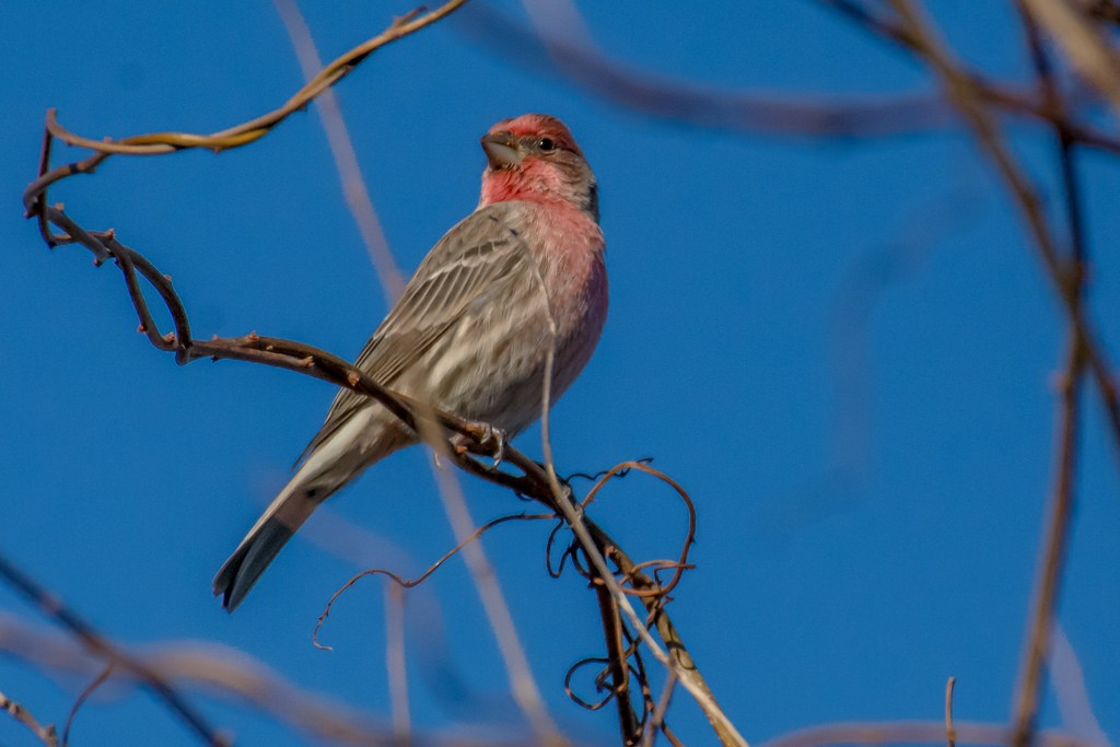 House Finch - ML127469351