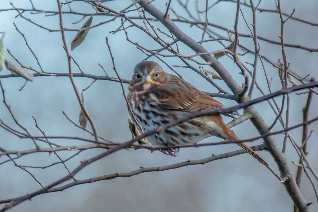 Fox Sparrow - ML127469421