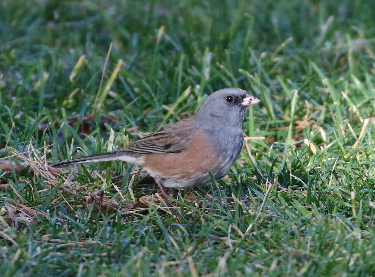 Dark-eyed Junco (Pink-sided) - ML127469531