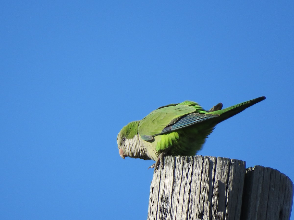 Monk Parakeet - ML127470691