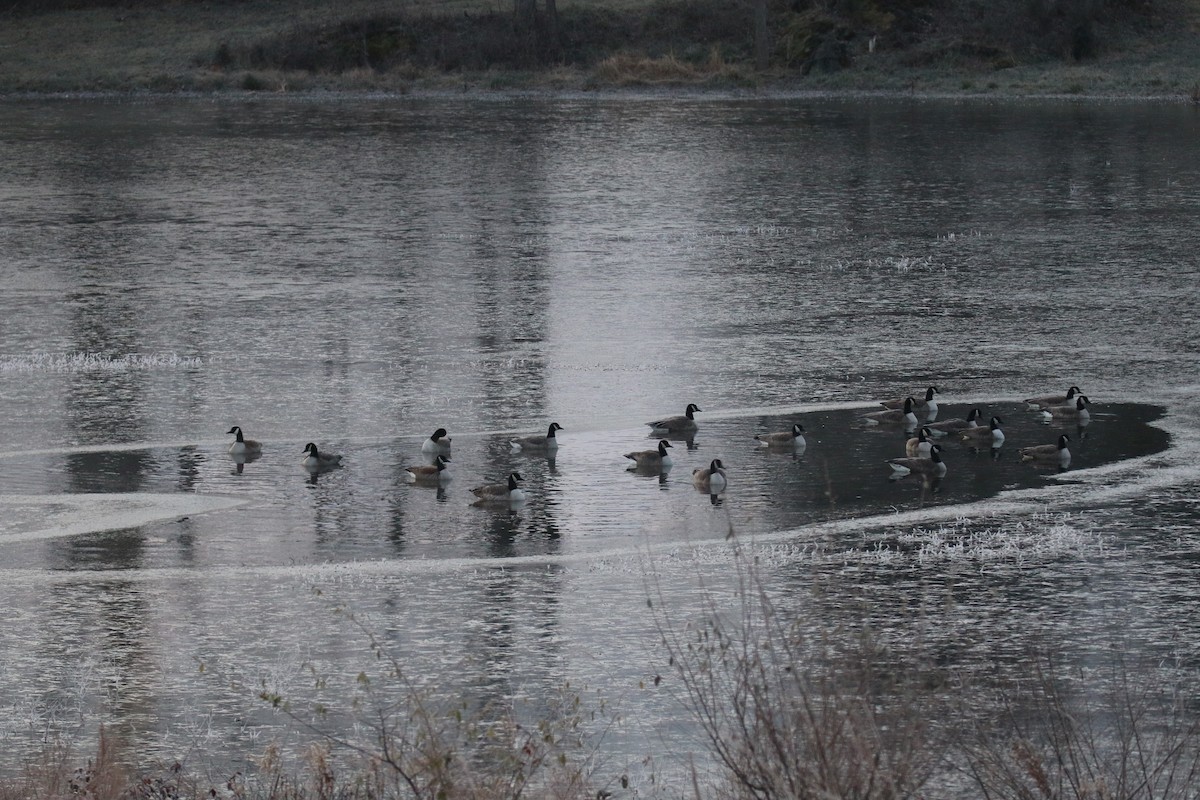 Canada Goose - ML127472771