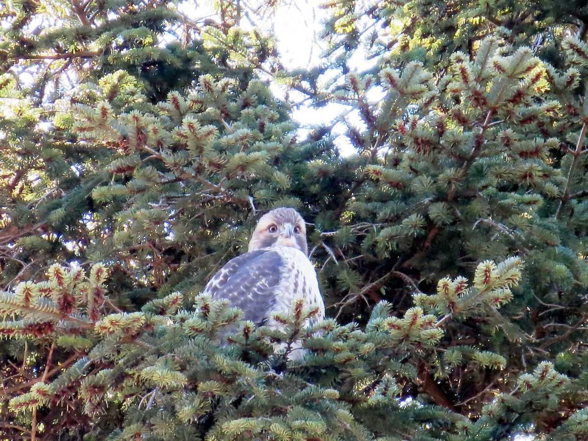 Red-tailed Hawk - ML127473551