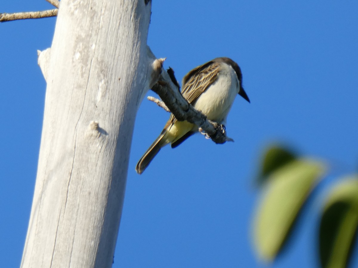 Loggerhead Kingbird - elwood bracey