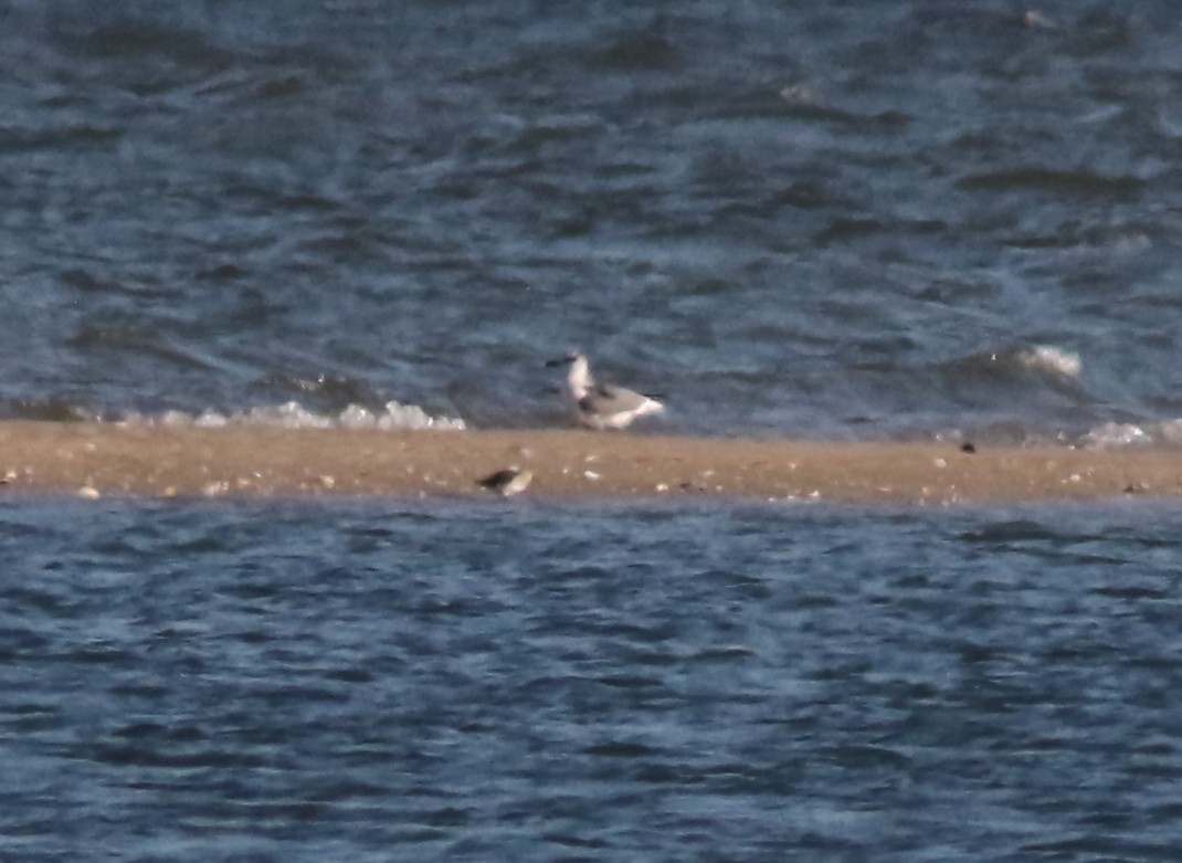 Black-headed Gull - ML127474671