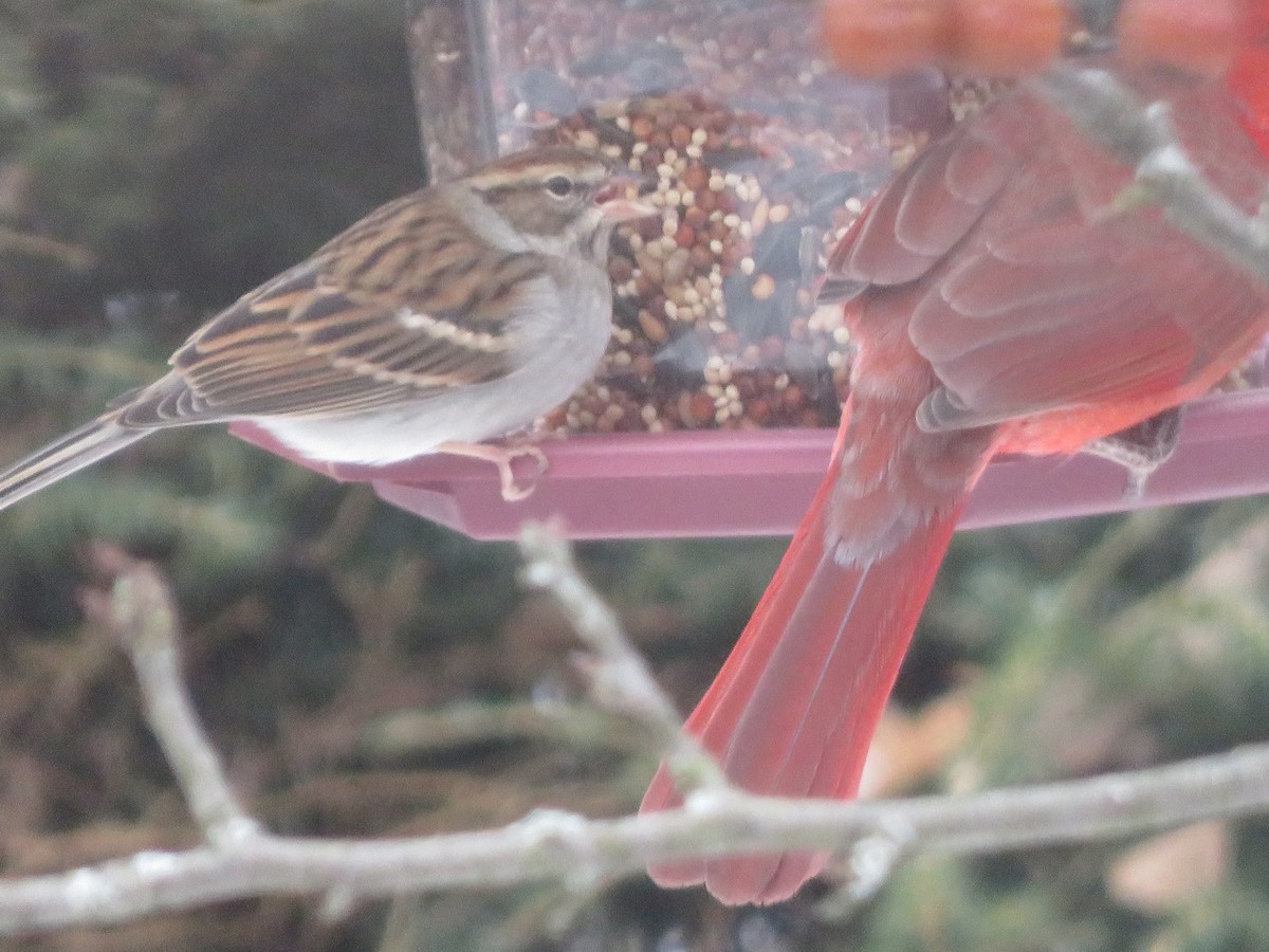 Chipping Sparrow - ML127475221