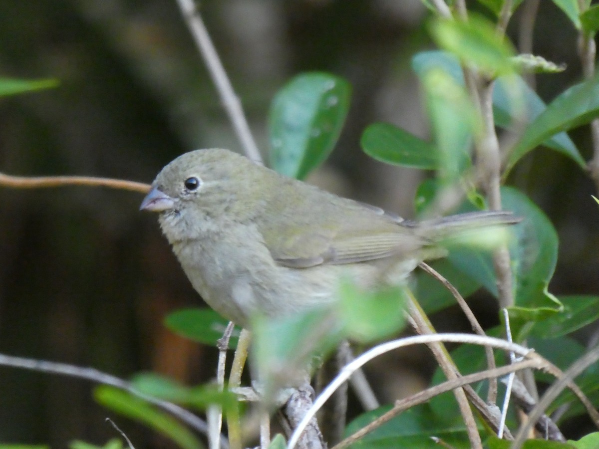 Black-faced Grassquit - ML127475811