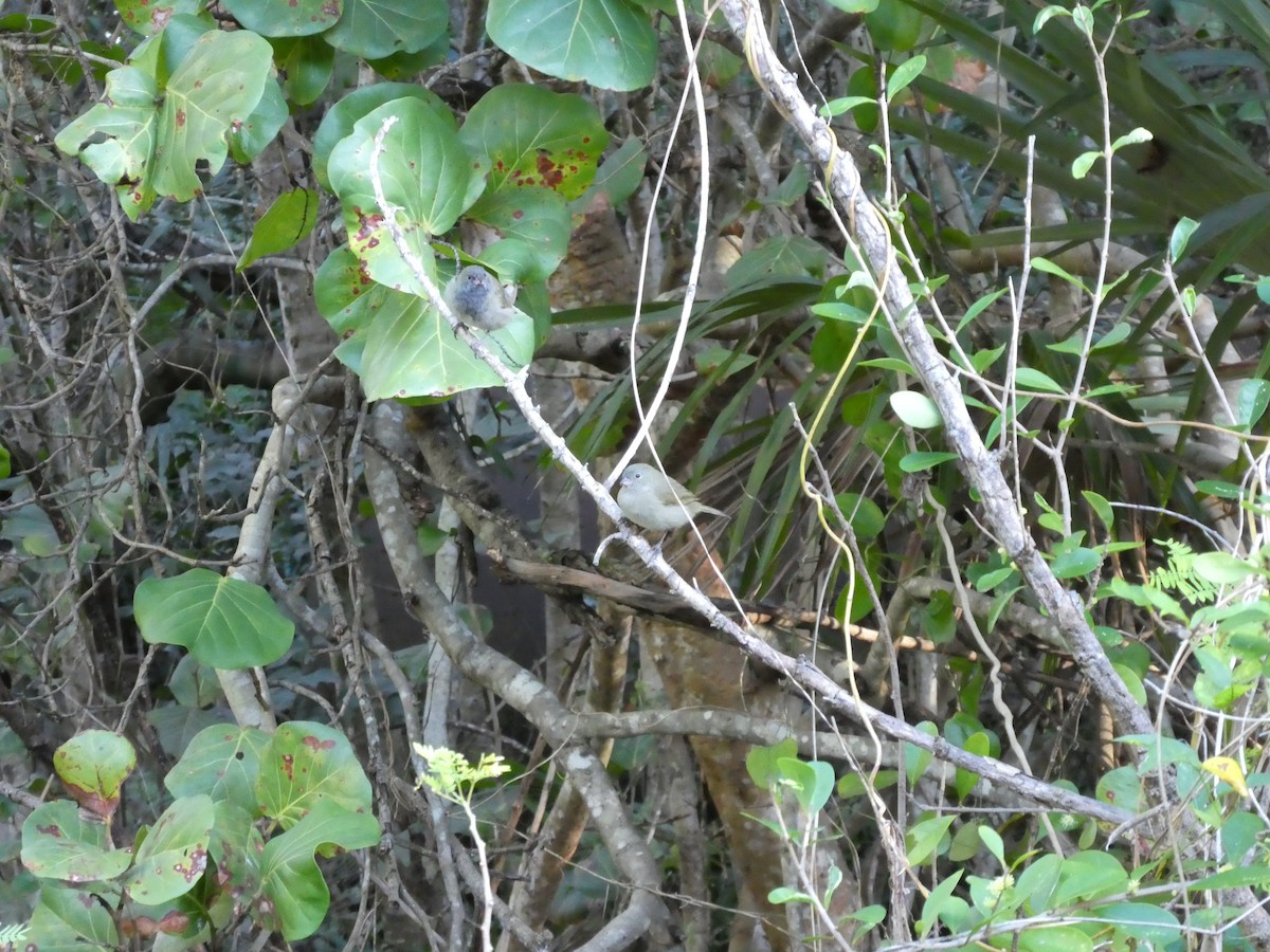 Black-faced Grassquit - ML127475871