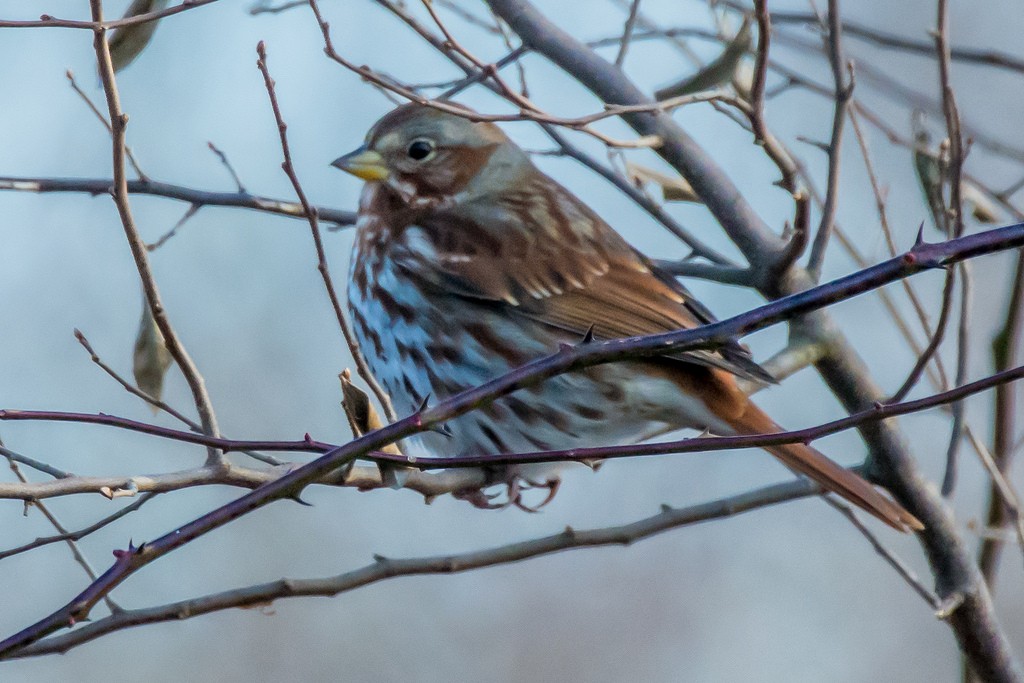 Fox Sparrow - ML127476411
