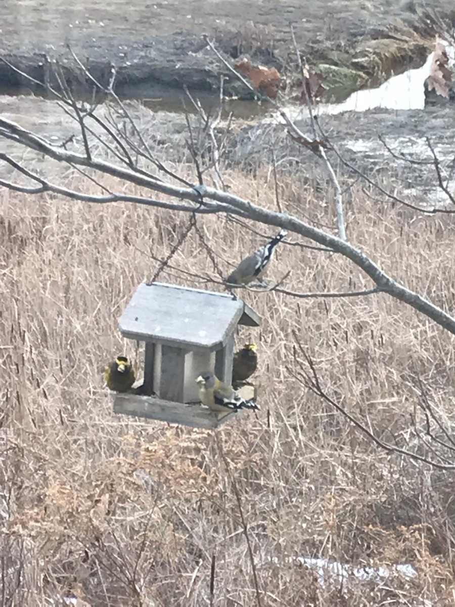 Evening Grosbeak - ML127477331