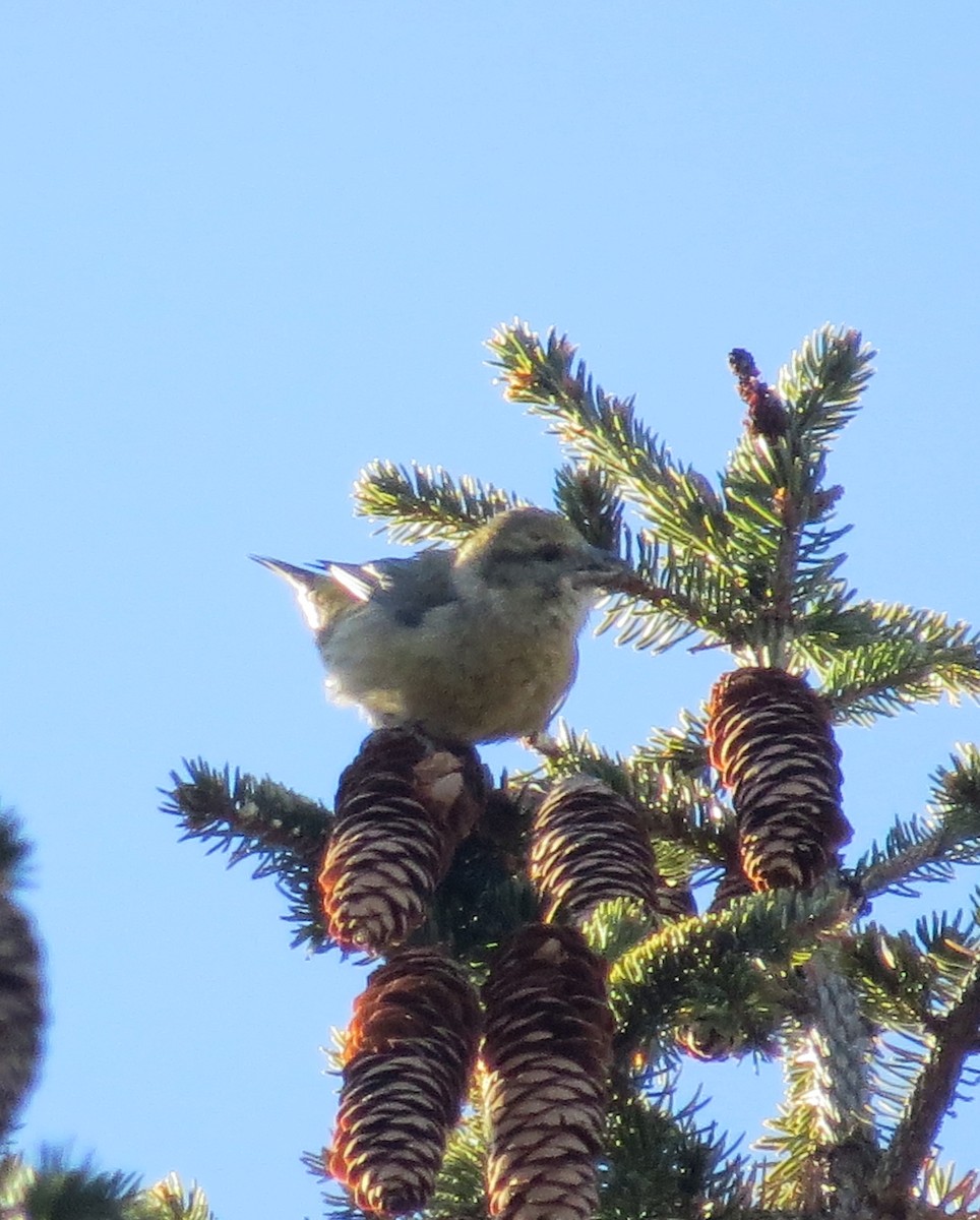 Red Crossbill - ML127477561