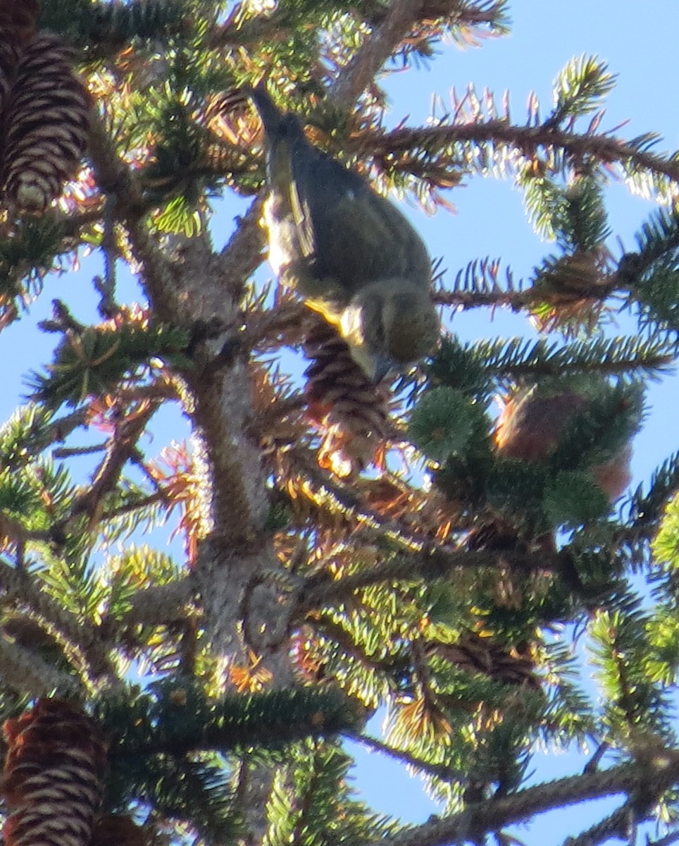 Red Crossbill - Chris Floyd