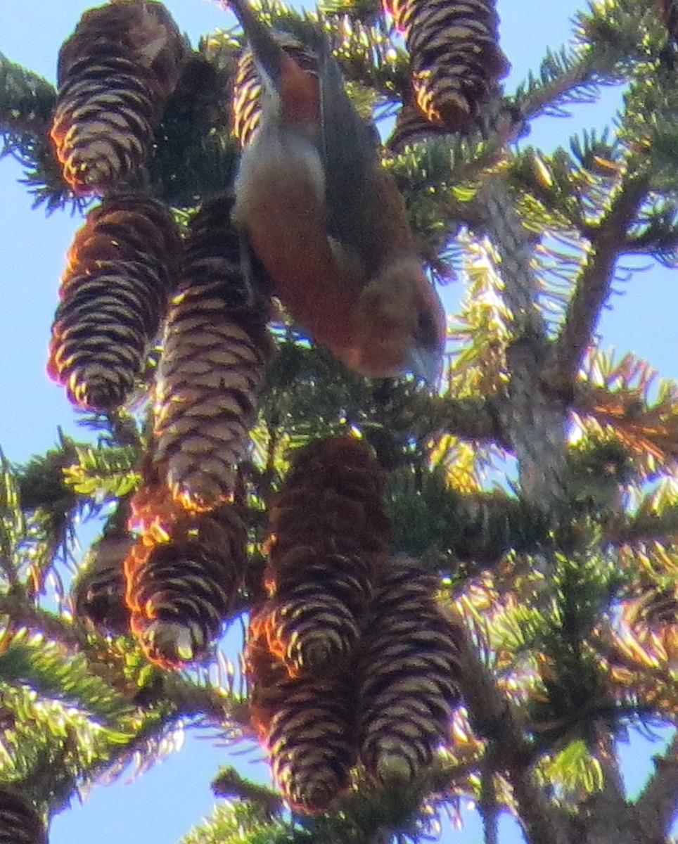 Red Crossbill - Chris Floyd