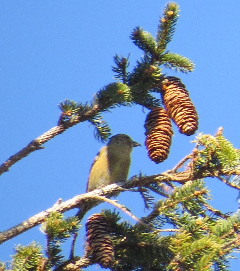 Red Crossbill - ML127477951