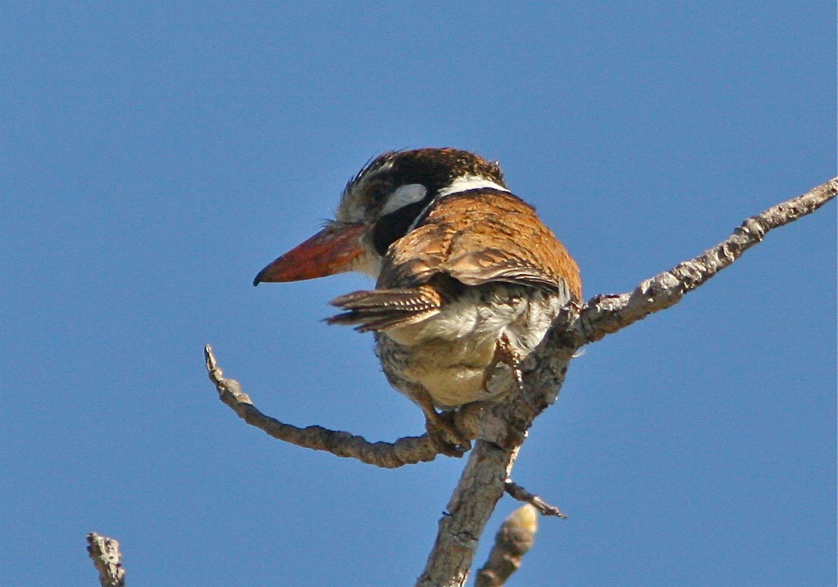 White-eared Puffbird - ML127478741