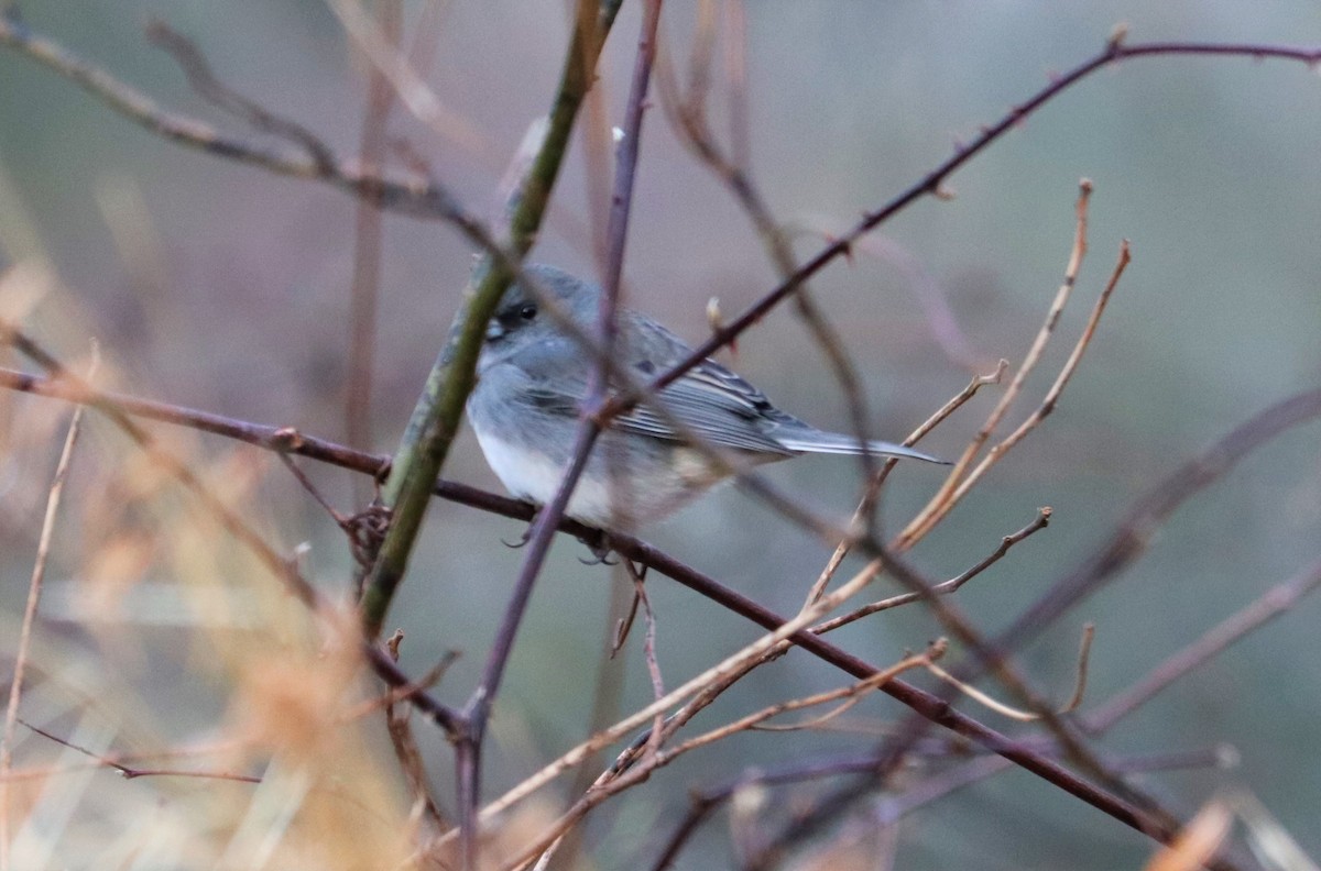 Dark-eyed Junco - Evan Pannkuk