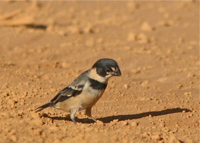 Rusty-collared Seedeater - ML127481951