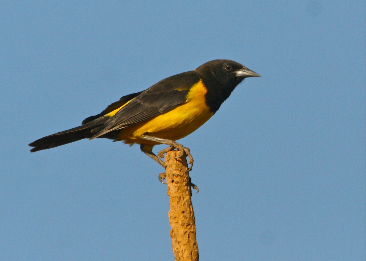 Yellow-rumped Marshbird - ML127482191