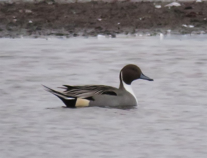 Northern Pintail - ML127483091