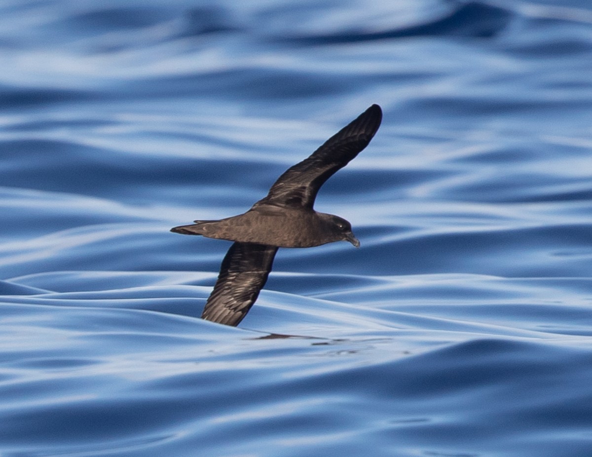 Mascarene Petrel - Angus Wilson