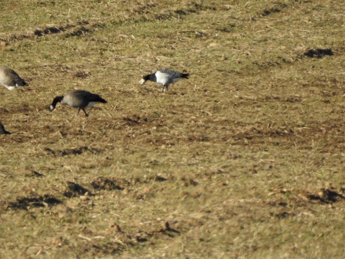 Barnacle Goose - Angelo Angelis