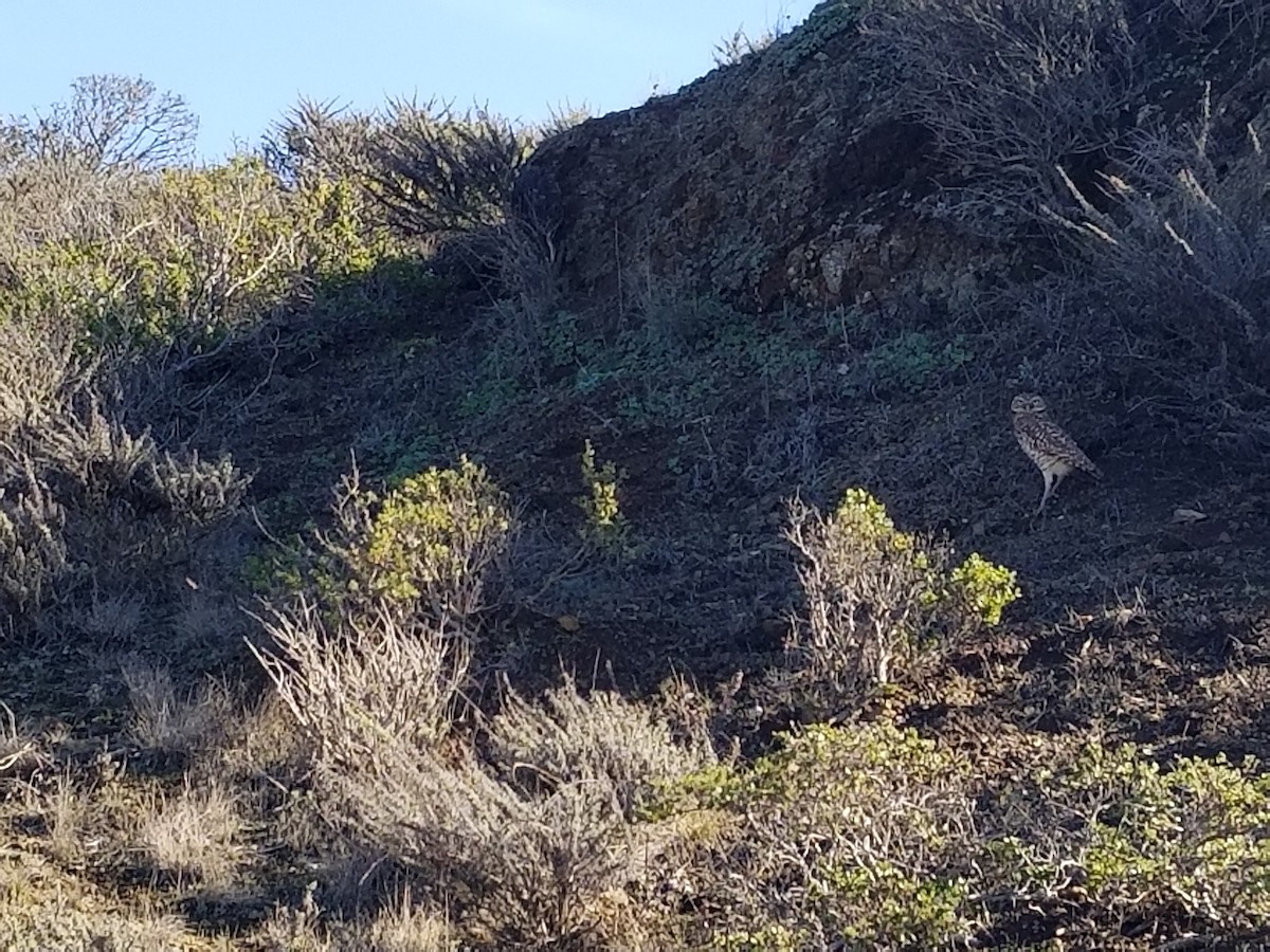 Burrowing Owl - ML127490821