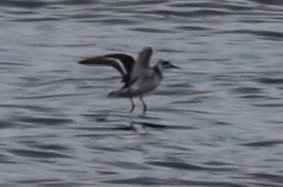 Red Phalarope - ML127491151