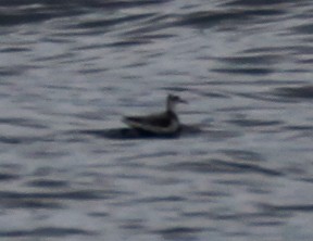 Red Phalarope - ML127491171