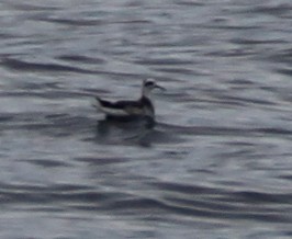 Red Phalarope - ML127491181