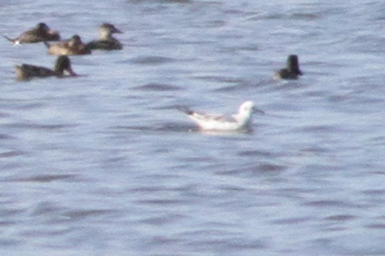 Bonaparte's Gull - Ron Weeks