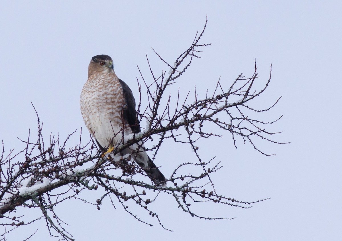 Cooper's Hawk - ML127494411