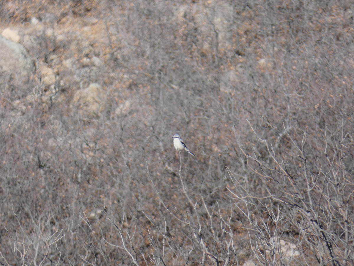 Northern Shrike - ML127495481