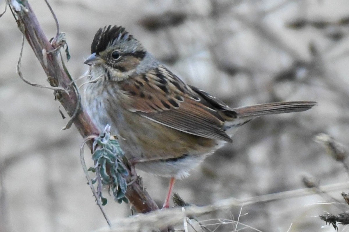 Swamp Sparrow - ML127498531