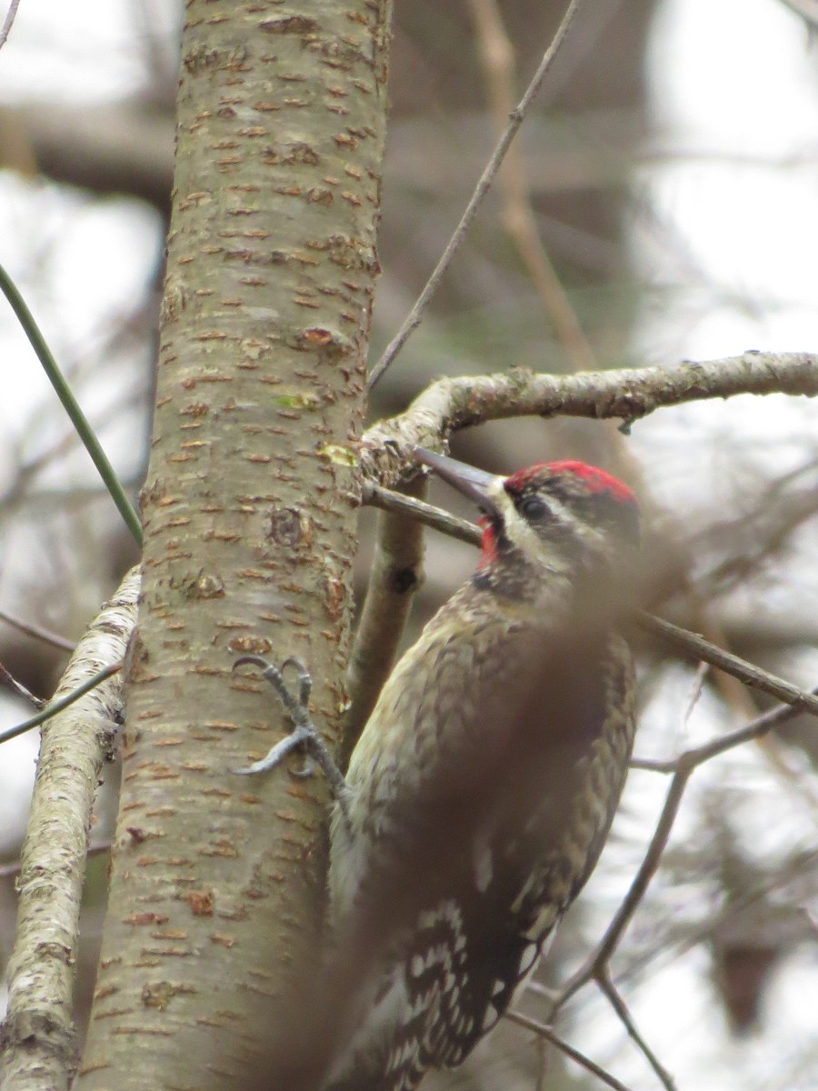 Yellow-bellied Sapsucker - ML127498731