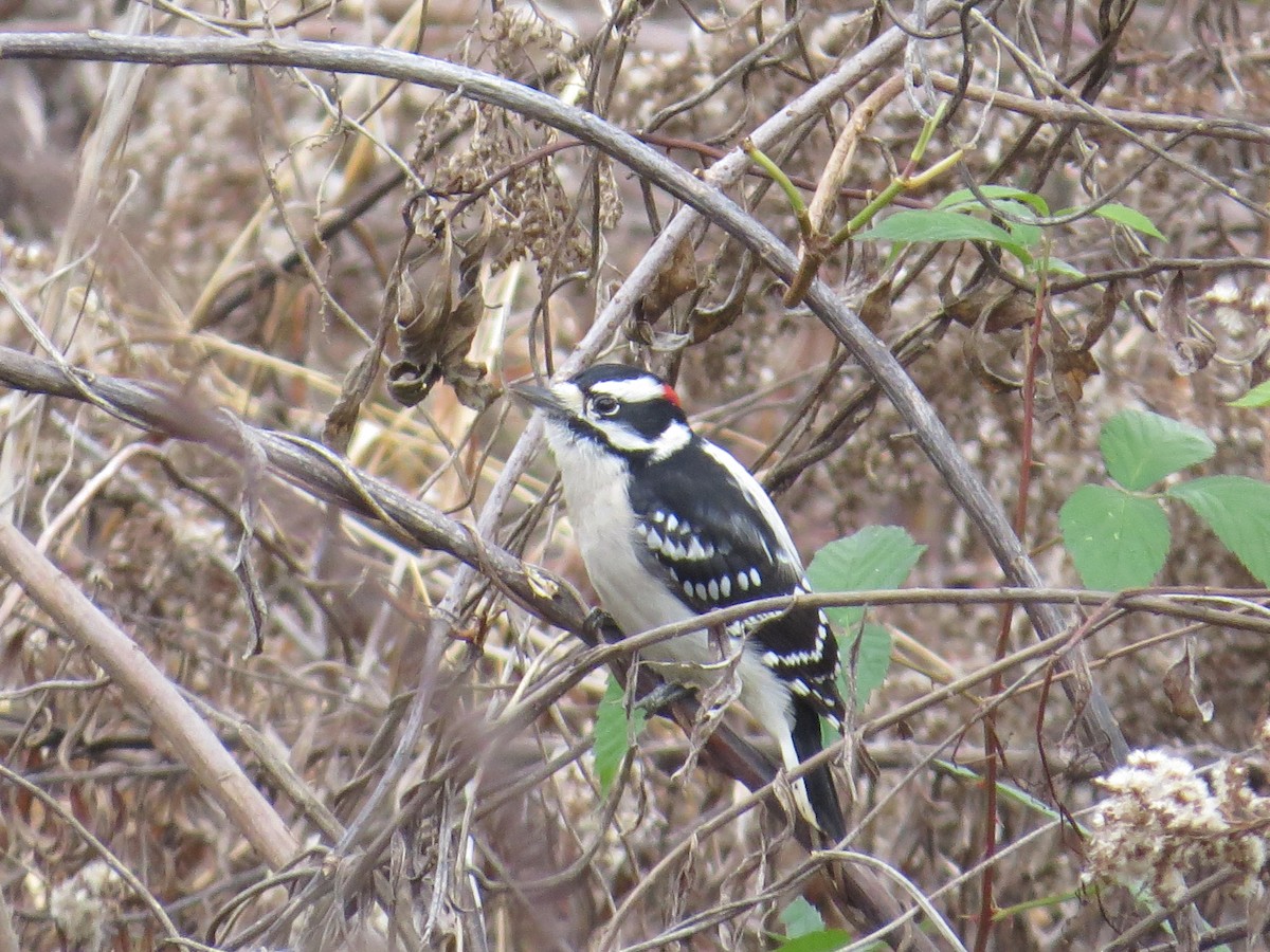 Downy Woodpecker - ML127498951