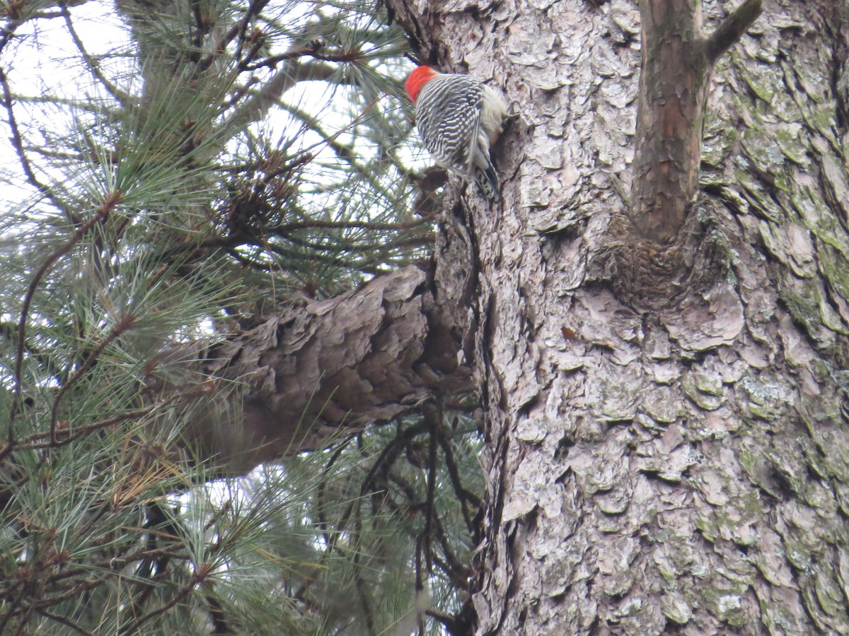 Red-bellied Woodpecker - ML127499071